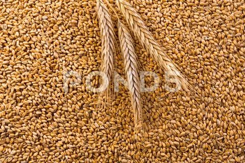 Processed organic wheat grains background Stock Photos