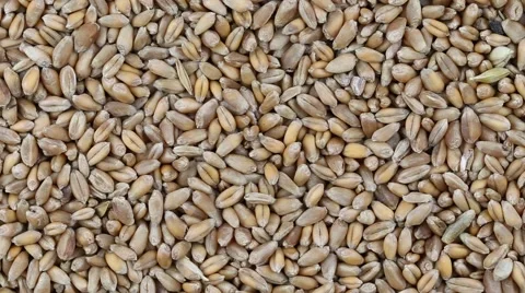 Processed organic wheat grains close up. Rotates plate with wheat grains Stock Footage 67943484