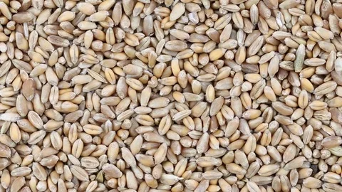 Processed organic wheat grains close up. Front of camera rotates wheat grains Video stock 75005139