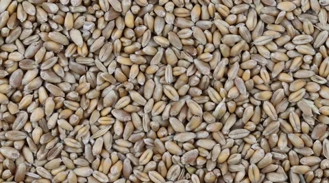 Processed organic wheat grains. Front the camera rotates plate with wheat grains Stock Footage 64483762