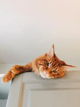 Processed with VSCO with e3 preset Vertical shot of beautiful red maine coon  Stock Photos