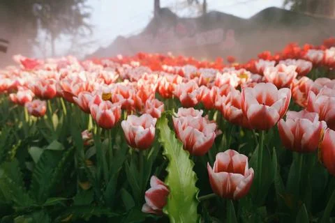 Processed with VSCO with q8 preset Stock Photos