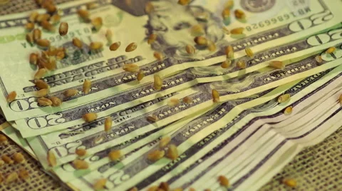 Processed wheat grain falling on pile of US dollar cash, investment in farming Video stock 63484619