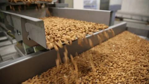 Processing Almonds Stock Footage