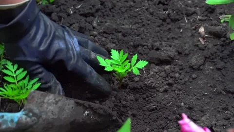 Processing and care of the soil in the garden. Stock Footage 142382883