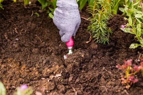 Processing and care of the soil in the garden. The gardener cultivates the land Stock Photos