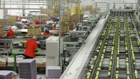 Processing and Storage of Apples Stock Footage 96167051