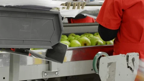 Processing and Storage of Apples Stock Footage 96167501