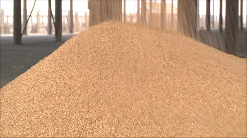 Processing and storage of grain Stock-Footage 1950449