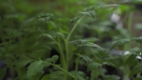 Processing and watering green tomato seedlings in containers in a greenhouse Stock Footage 244850005