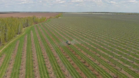Processing of an apple orchard. A green tractor in an apple orchard. Spraying Stock Footage 162323289