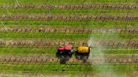 Processing of an apple orchard. Red tractor in the apple orchard. Spraying the Stock Footage 153987376