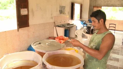 Processing babassu vegetable oil by filtering impurities out through a Stock Footage 201176788