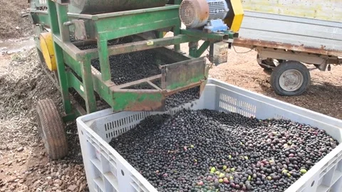 Processing of black olives being separated from leaves and brushwood Stock Footage 140216080