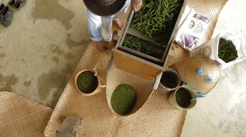 Processing Of Black Pepper Stock Footage 61463134