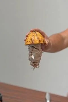 Processing of Cacao Seeds to make Chocolate Foto stock