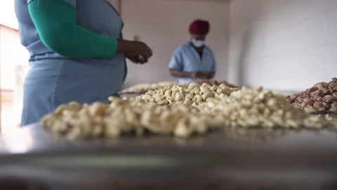 Processing of Cashew Nuts Vídeo Stock 331182544