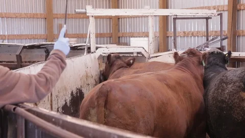 Processing Cattle in a cattle handling chute. Cows in a barn, being herded. 스톡 동영상 93488587