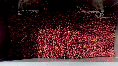 Processing cherry arabica coffee beans, Panama Stock Footage 233134675