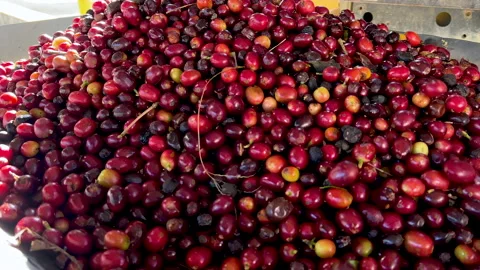 Processing cherry arabica coffee beans, Panama Stock Footage 233135458