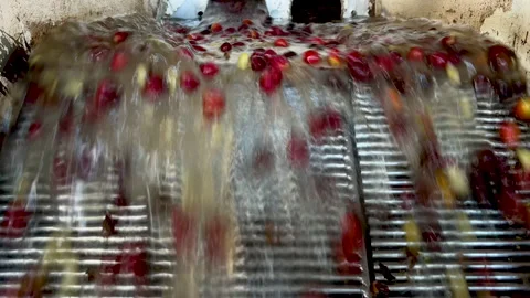 Processing cherry arabica coffee beans, Panama Stock Footage 233135696