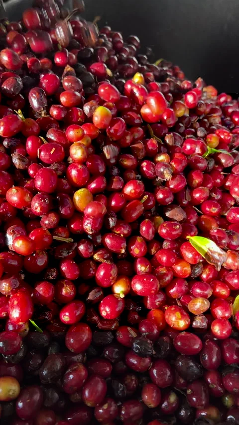Processing cherry arabica coffee beans, Panama Stock Footage 233135774