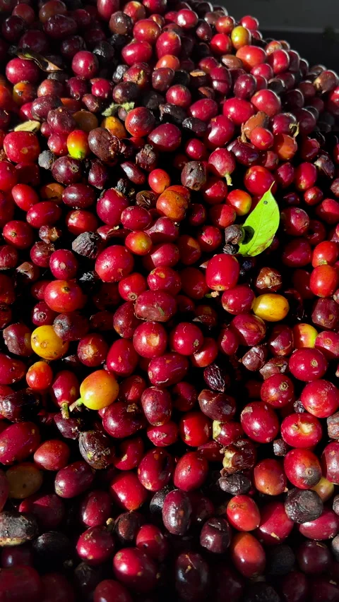 Processing cherry arabica coffee beans, Panama Stock Footage 233136370
