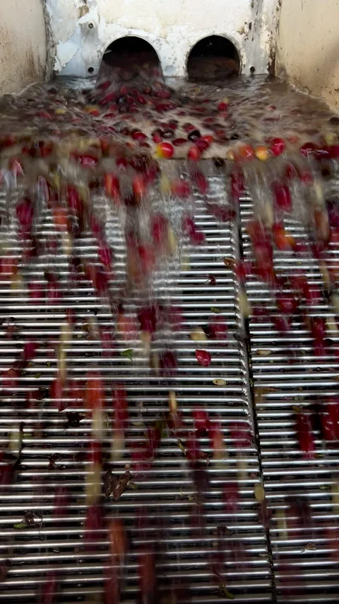 Processing cherry arabica coffee beans, Panama Stock Footage 233136871