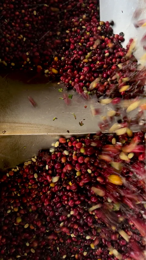 Processing cherry arabica coffee beans, Panama Stock Footage 233136918