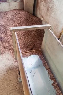 Processing of cocoa (cacao) beans at a farm in Mindo, Ecuador Foto stock
