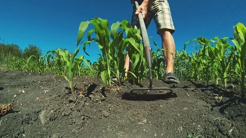 Processing of corn sowing by hand. Stock Footage 84225320