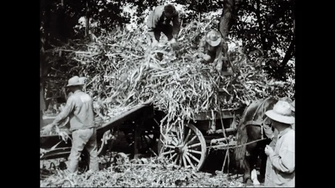 Processing Corn At The USA Fort Leavenworth Disciplinary Barracks Stock Footage 94883115