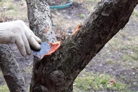 Processing a cut of a fruit tree with garden pitch. Stock Photos