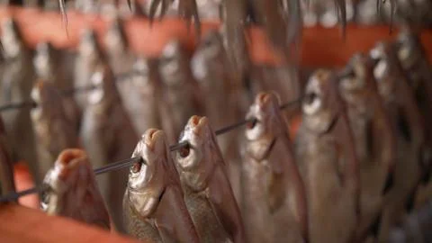 Processing dried fish at a fish factory. Fish drying. fish seafood factory Stock Photos