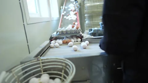 In a processing facility, eggs travel on a conveyor belt. Workers supervise the Stock Footage 330912743