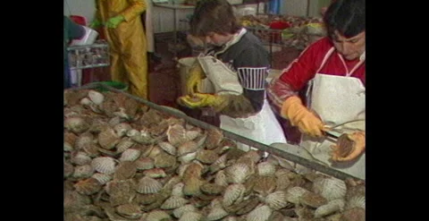 Processing Fish and Shellfish at Seafood Plant Australia (1984) Stock Footage 310868972