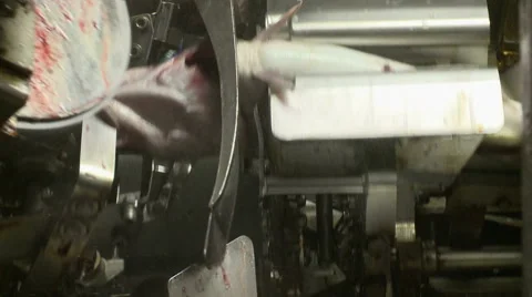 Processing of fish at factory. Stock Footage 63118577