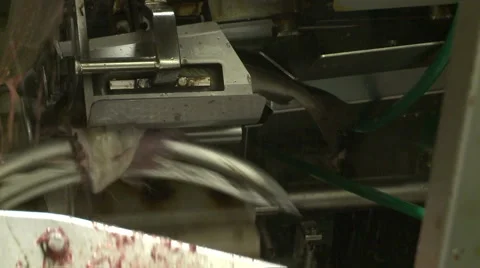 Processing of fish at factory. Stock Footage 63118647