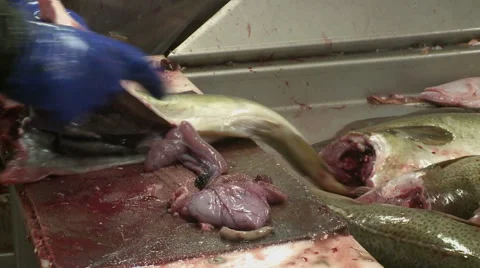 Processing of fish at factory. Vidéo 63118739
