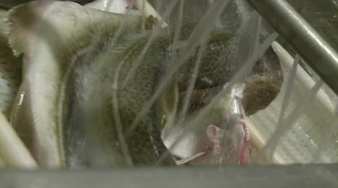 Processing of fish at factory. Stock Footage 63119003