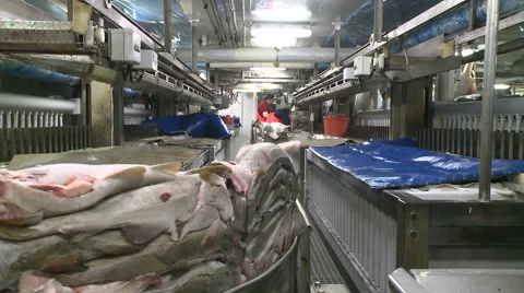Processing of fish at factory. Vidéo 63119139