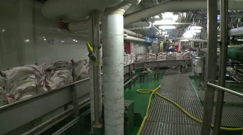 Processing of fish at factory. Vidéo 63119214