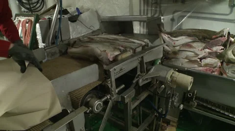 Processing of fish at factory. Vidéo 63119393