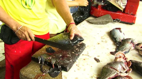 Processing of fish in the market in Maceio Alagoas, Brazil Stock Footage 28015201