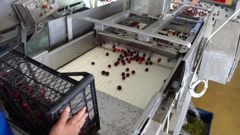 Processing fresh cherries in factory, fa01 Stock Footage 285424234