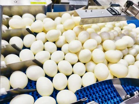 Processing fresh eggs at a modern facility in the early morning hours with Foto stock