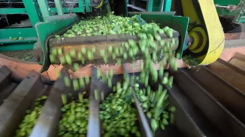 Processing Fresh Hop Cones After Harvest Stock Footage 342026780