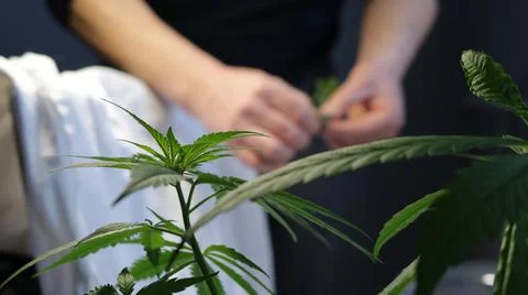 Processing fresh marijuana foliage in a blurry image Stock Photos