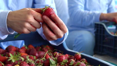 Processing fresh strawberries, fa01 Video stock 286966954