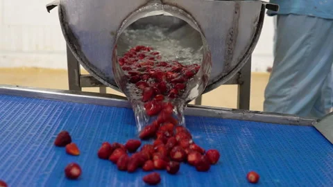 Processing fresh strawberries, fa01 Stock Footage 286967320